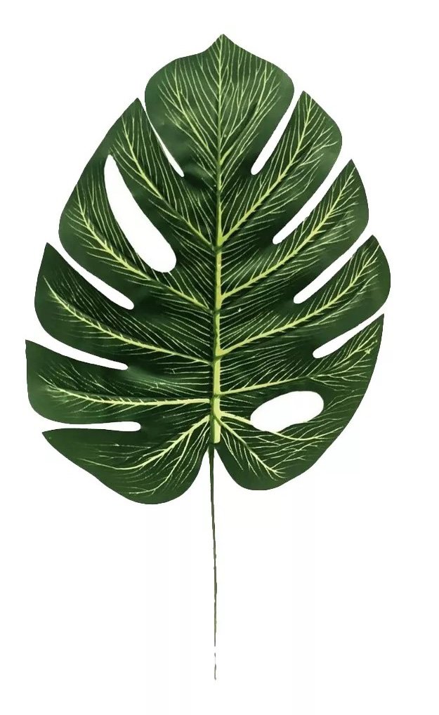 HOJA COSTILLA DE ADAN 22 X 19 CM
